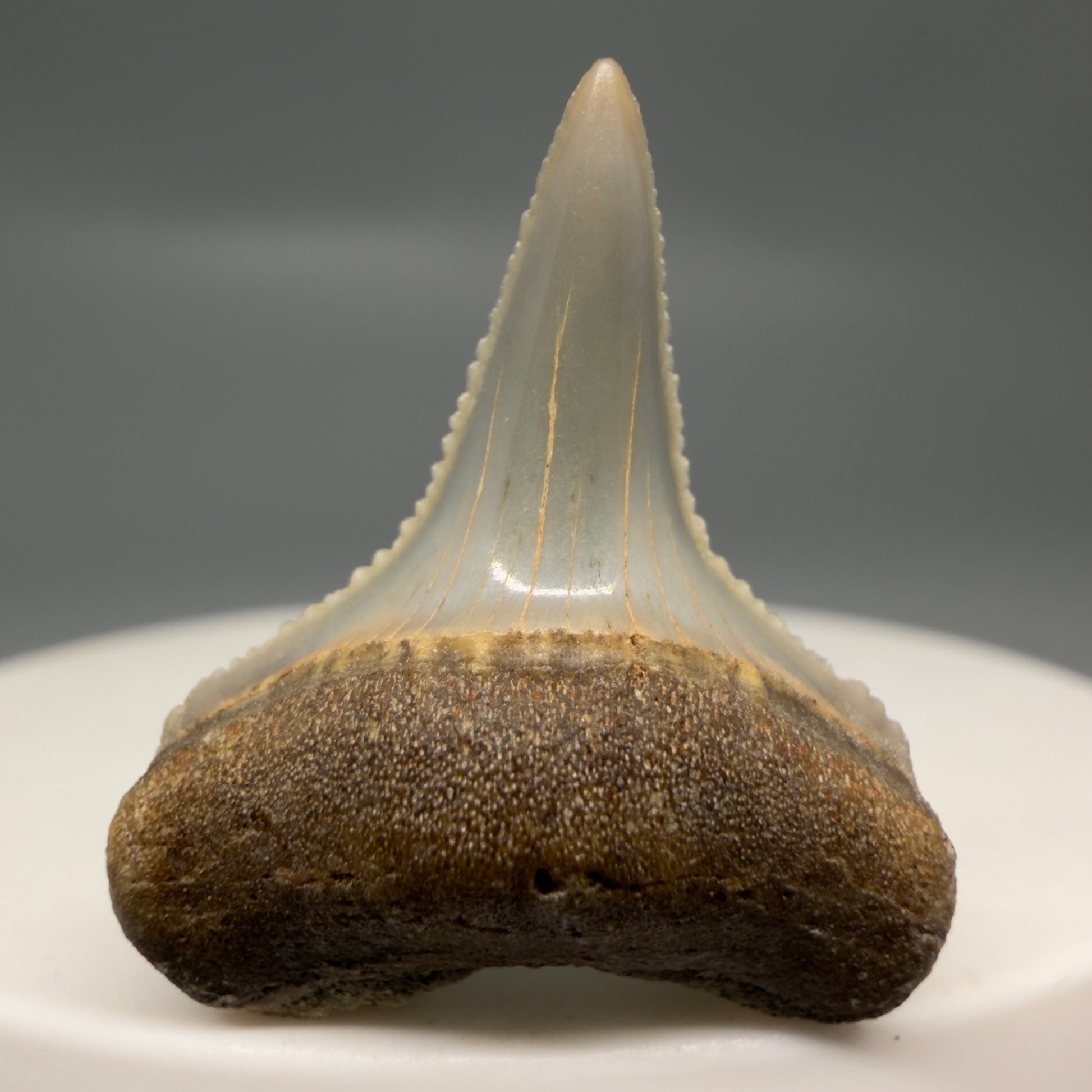 Front View Very colorful, sharply serrated 1.05" long Fossil Great White Tooth from the deserts of Peru GW1317