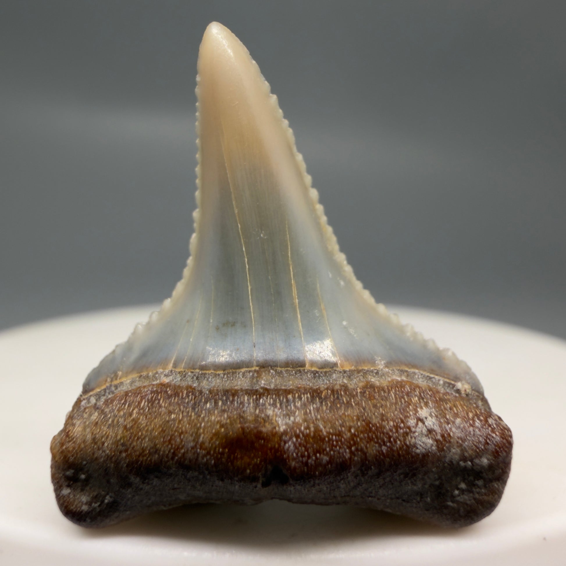 Front View Very colorful, sharply serrated 1.06" long Fossil Great White Tooth from the deserts of Peru GW1316