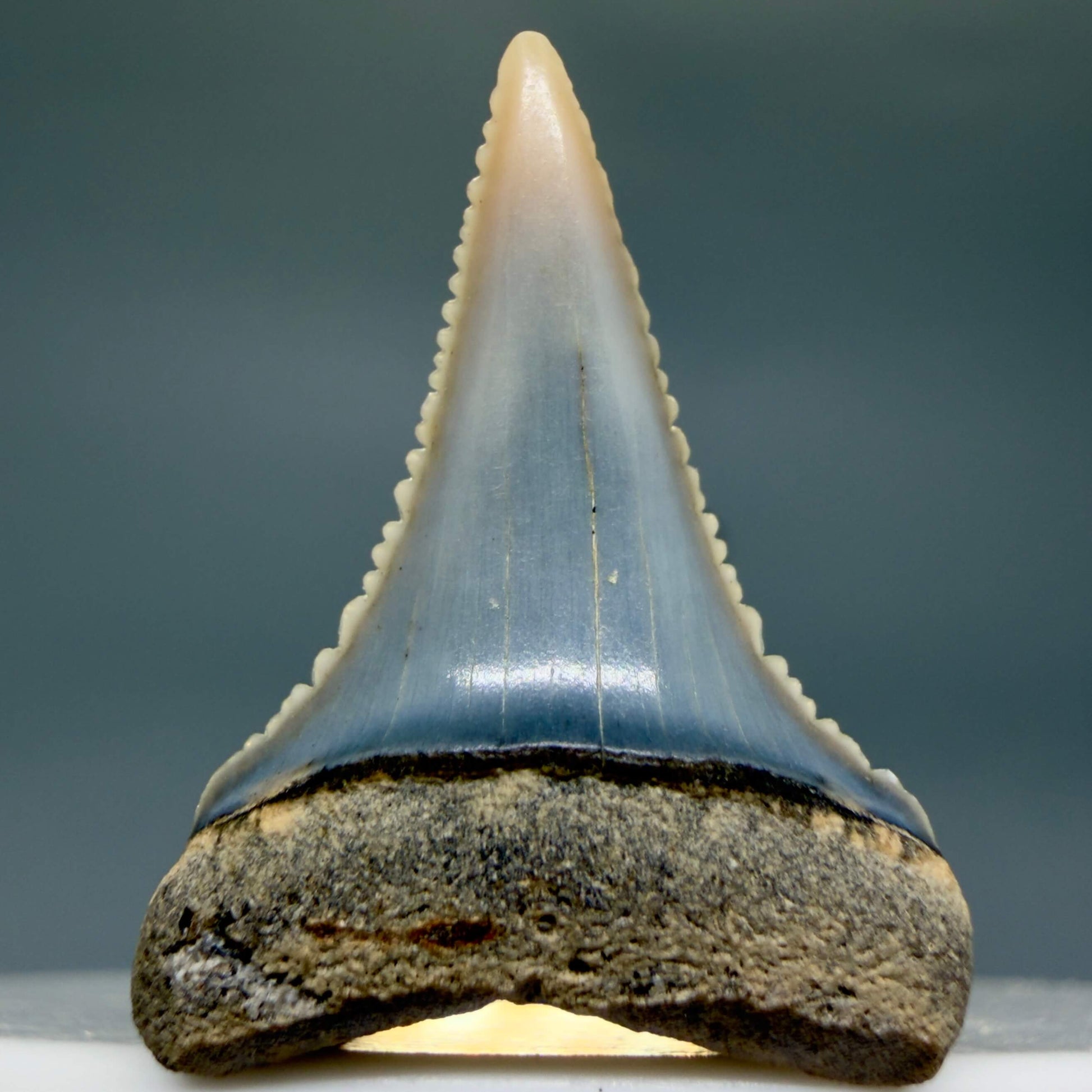 Front View Very colorful, sharply serrated 1.08" long Fossil Great White Tooth from the deserts of Peru GW1356 - 2