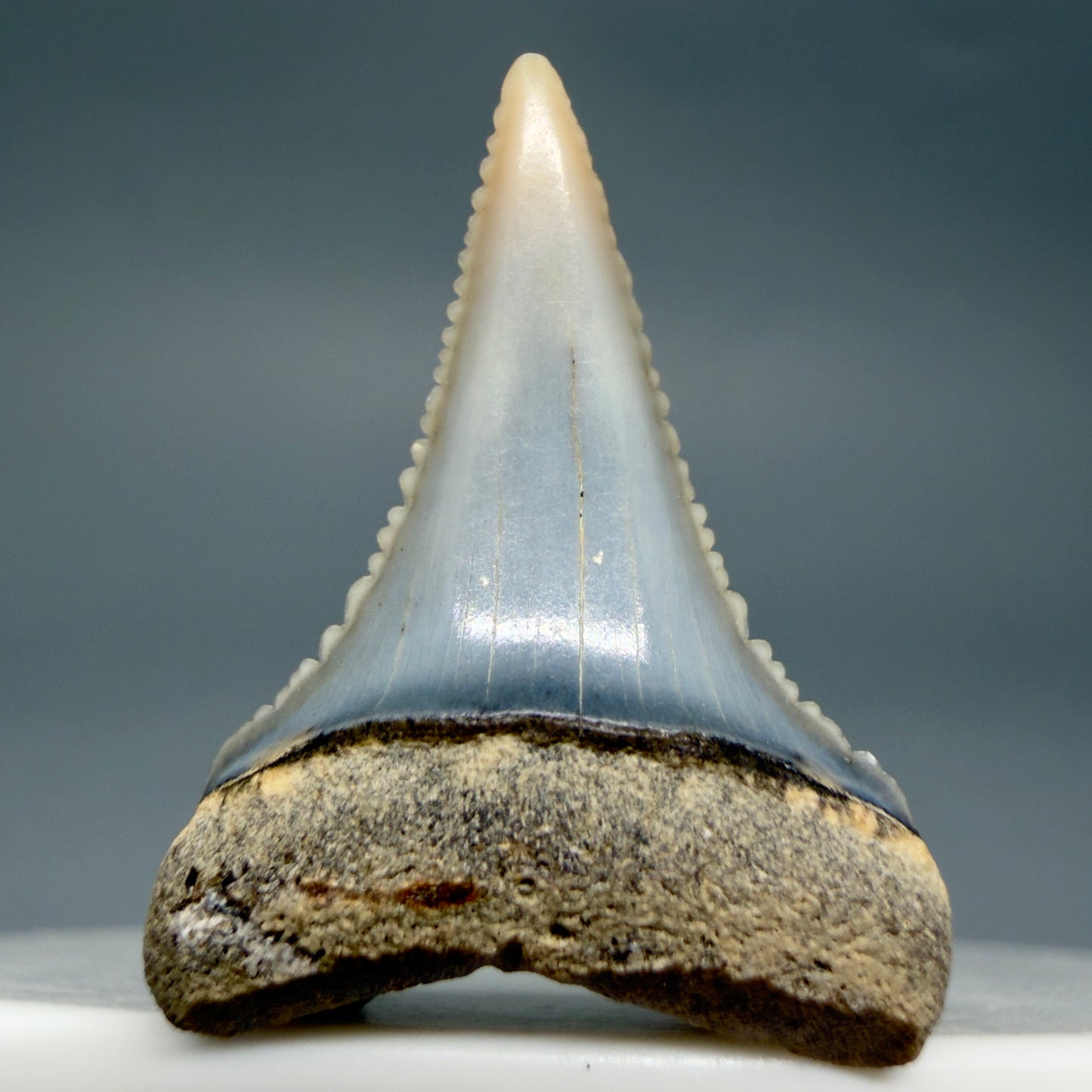 Front View Very colorful, sharply serrated 1.08" long Fossil Great White Tooth from the deserts of Peru GW1356