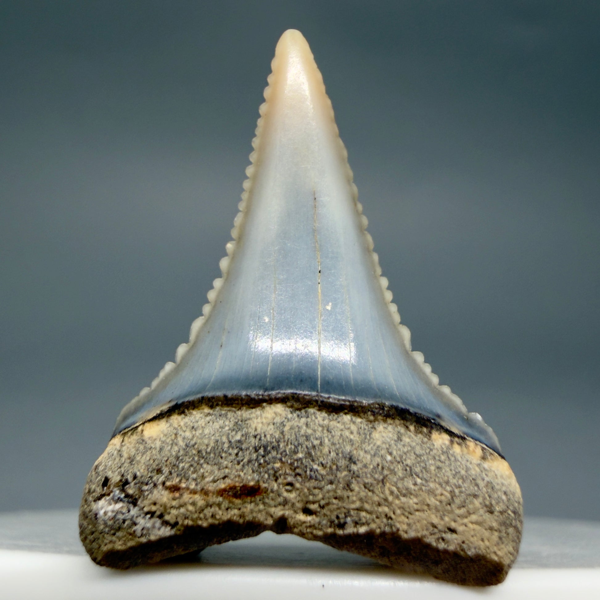 Front View Very colorful, sharply serrated 1.08" long Fossil Great White Tooth from the deserts of Peru GW1356