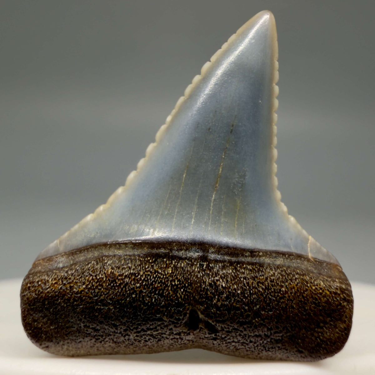 Front View Very colorful, sharply serrated 1.08" long Fossil Great White Tooth from the deserts of Peru megalodonteeth.com GW1394