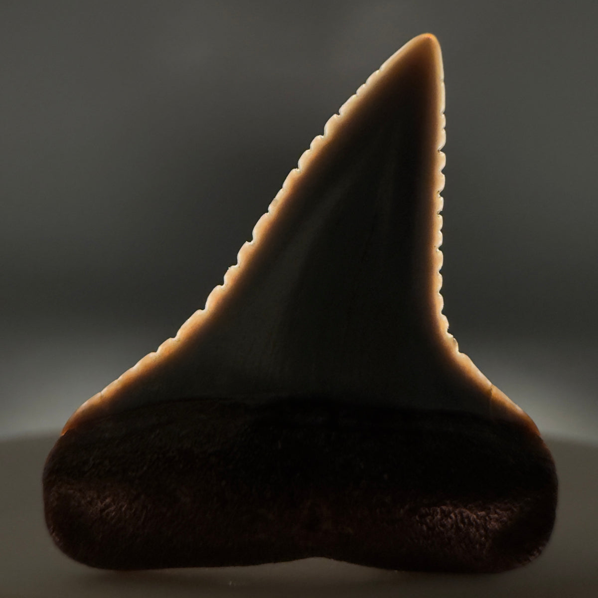 Front View Very colorful, sharply serrated 1.08" long Fossil Great White Tooth from the deserts of Peru megalodonteeth.com GW1394 - 1