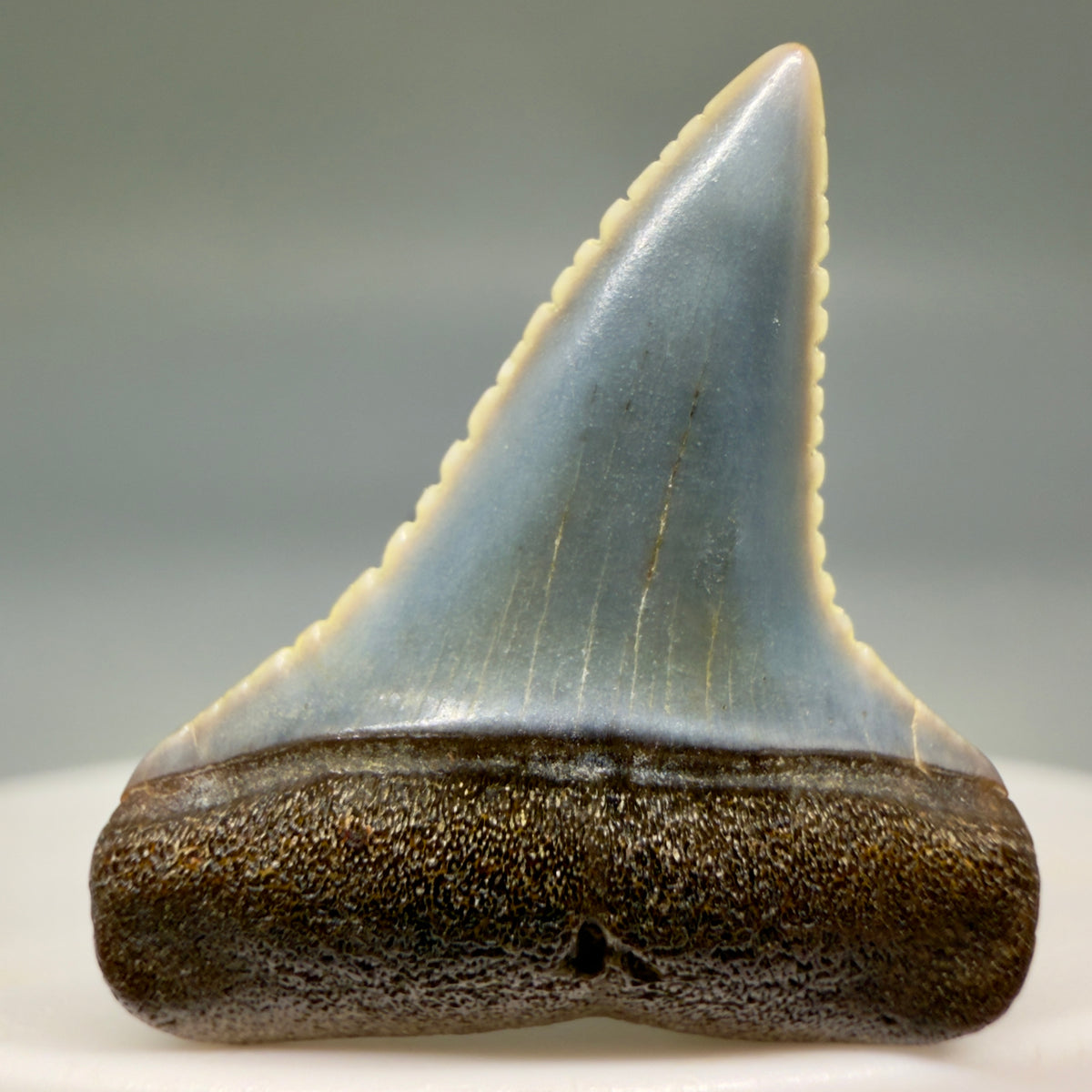 Front View Very colorful, sharply serrated 1.08" long Fossil Great White Tooth from the deserts of Peru megalodonteeth.com GW1394 - 2