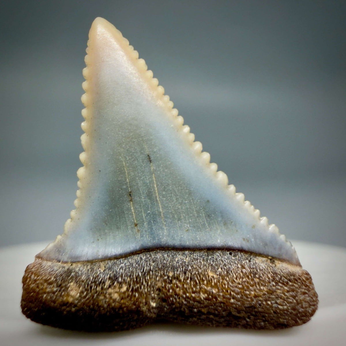 Front View Very colorful, sharply serrated 1.09" long Fossil Great White Tooth from the deserts of Peru megalodonteeth.com GW1373