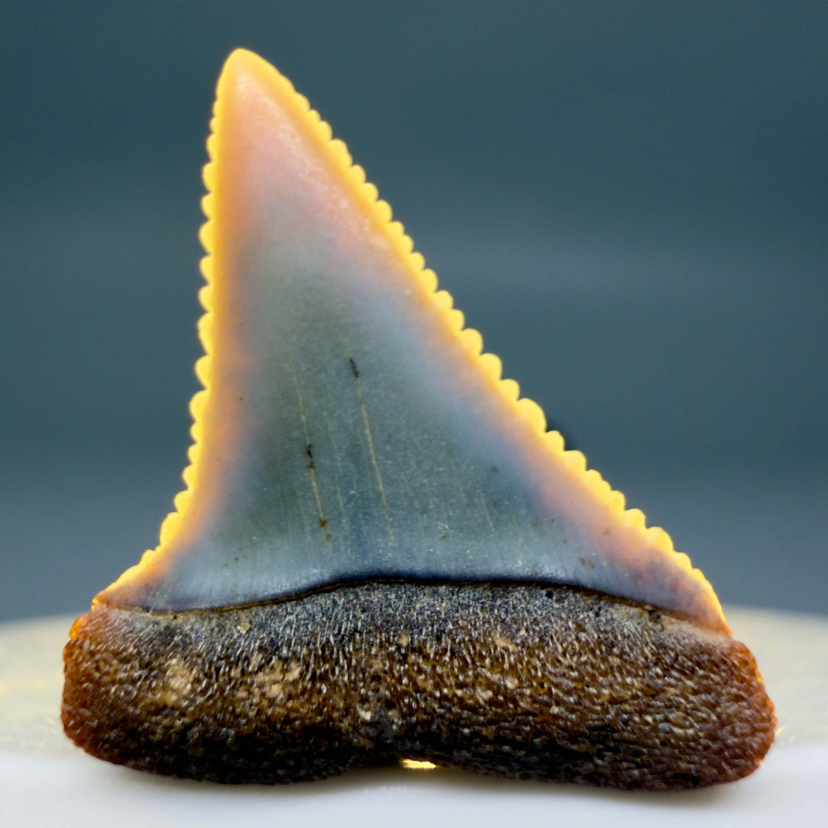 Front View Very colorful, sharply serrated 1.09" long Fossil Great White Tooth from the deserts of Peru megalodonteeth.com GW1373 - 2