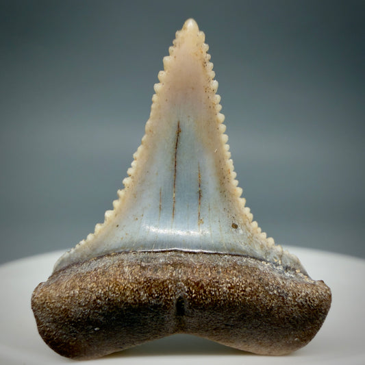 Front View Very colorful, sharply serrated 1.10" long Fossil Great White Tooth from the deserts of Peru GW1335