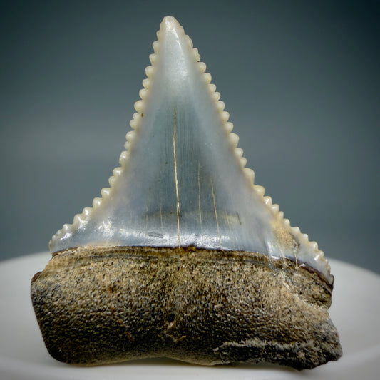 Front View Very colorful, sharply serrated 1.23" long Fossil Great White Tooth from the deserts of Peru GW1309