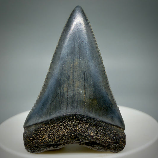 Front View Very colorful, sharply serrated 1.70" Fossil Great White Tooth for Sale G1343
