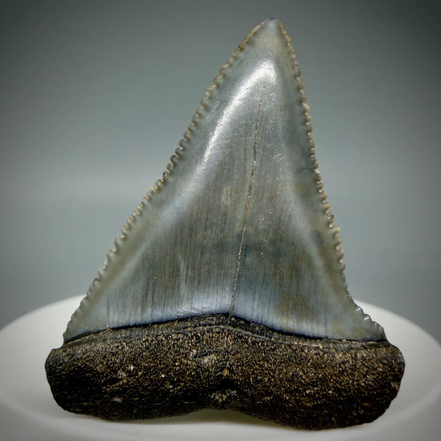 Front View Very colorful, sharply serrated 1.73" Fossil Great White Tooth for Sale GW1313