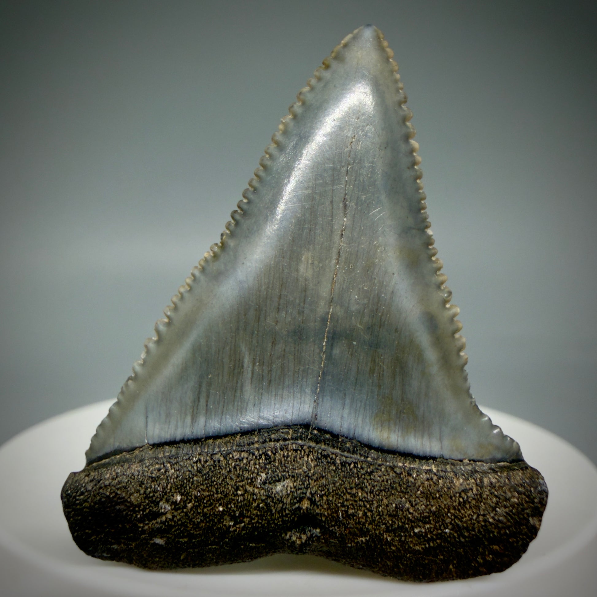 Front View Very colorful, sharply serrated 1.73" Fossil Great White Tooth for Sale GW1313