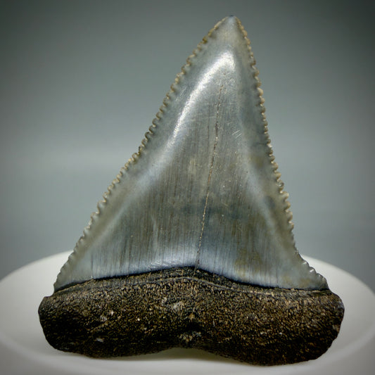 Front View Very colorful, sharply serrated 1.73" Fossil Great White Tooth for Sale GW1313