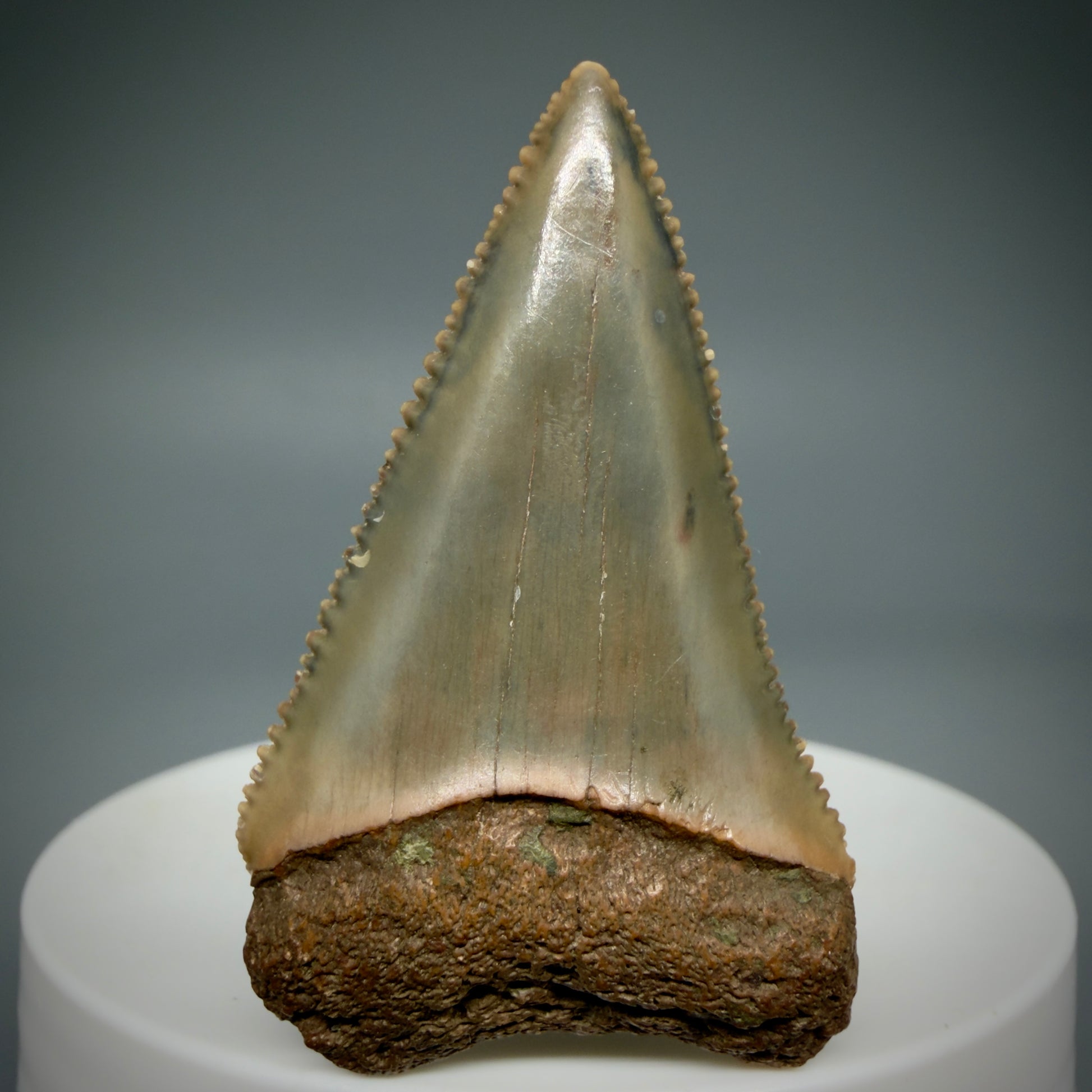 Front View Very colorful, sharply serrated 1.78" Fossil Great White Tooth for Sale GW1287