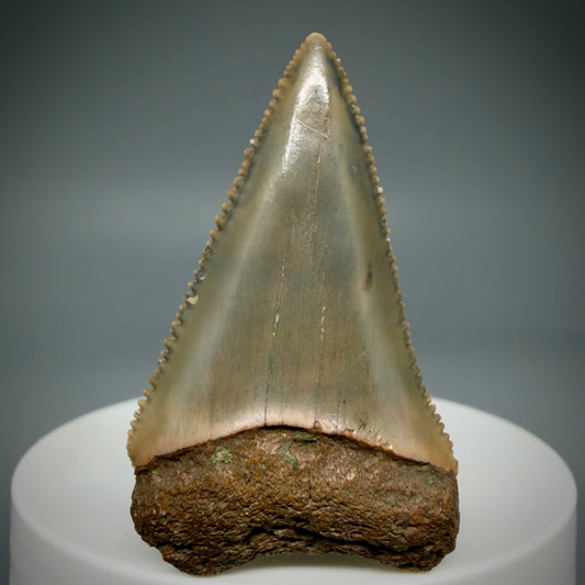 Front View Very colorful, sharply serrated 1.78" Fossil Great White Tooth for Sale GW1287