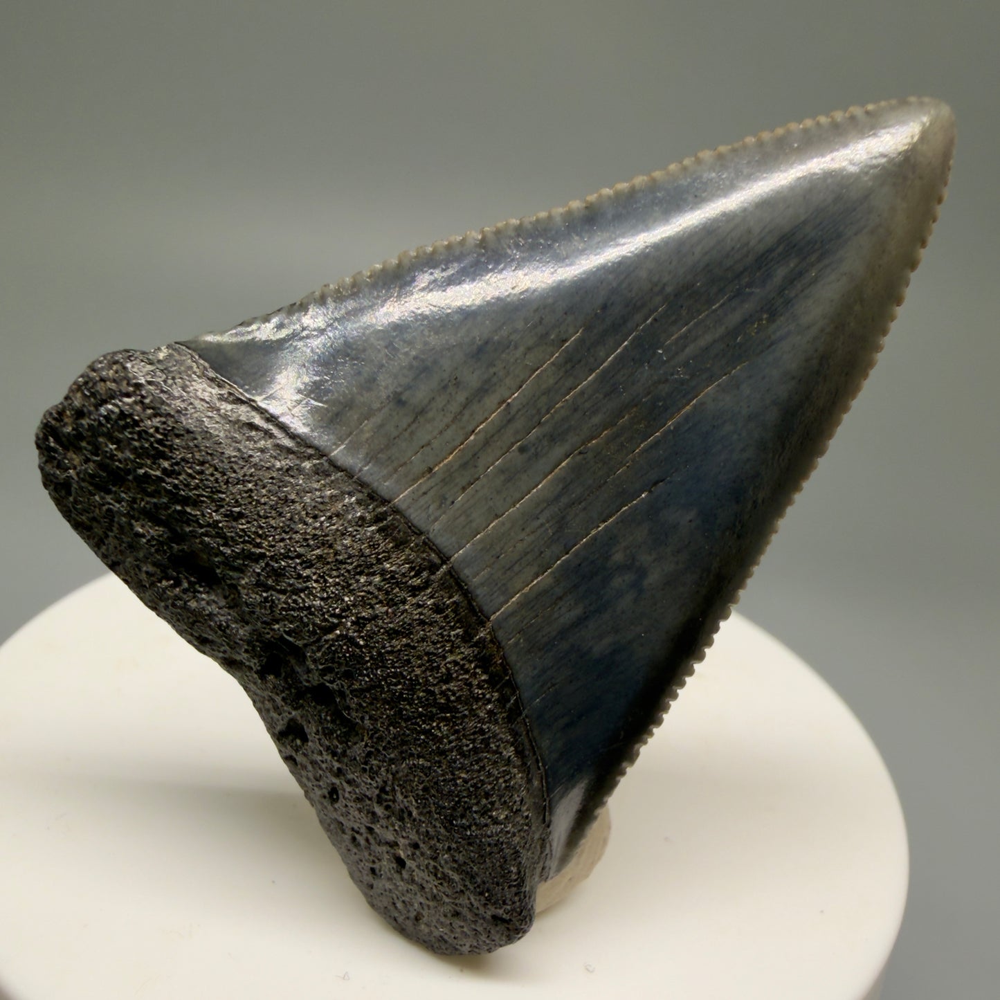 Front View Very colorful, sharply serrated 2.16" Fossil Great White Tooth for Sale GW1250