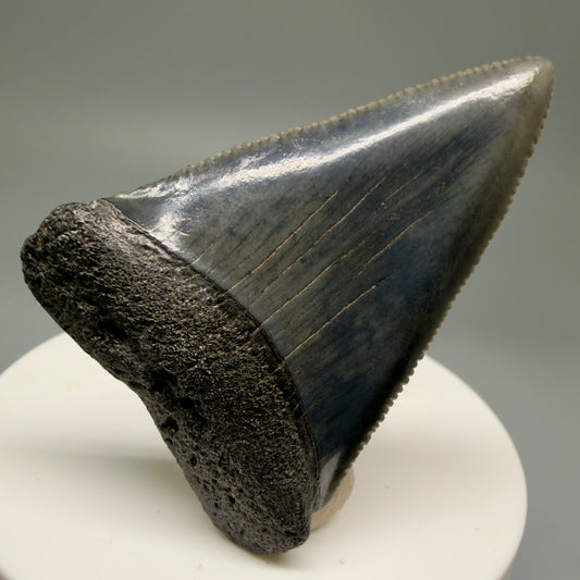 Front View Very colorful, sharply serrated 2.16" Fossil Great White Tooth for Sale GW1250