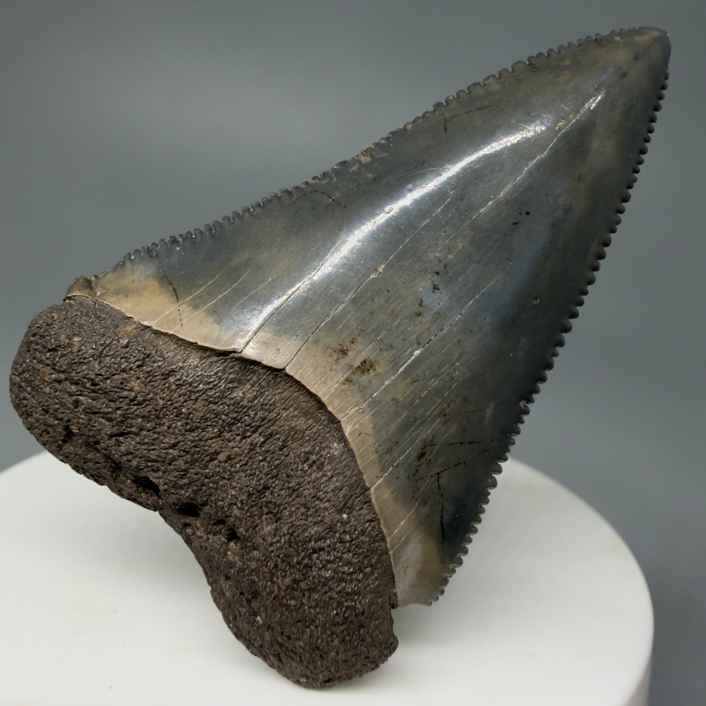 Front View Very colorful, sharply serrated 2.19" Fossil Great White Tooth for Sale CM1241