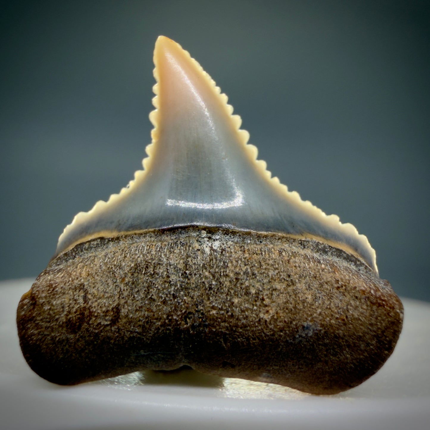 Front View Very colorful, sharply serrated posterior 0.91" long Fossil Great White Tooth from the deserts of Peru GW1306