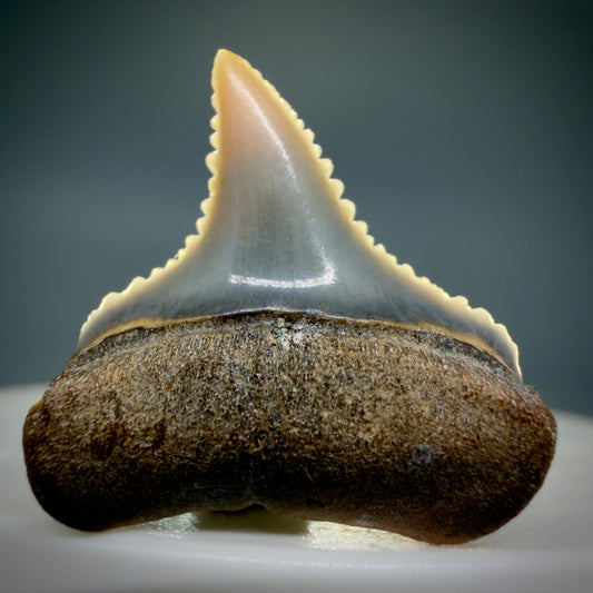 Front View Very colorful, sharply serrated posterior 0.91" long Fossil Great White Tooth from the deserts of Peru GW1306