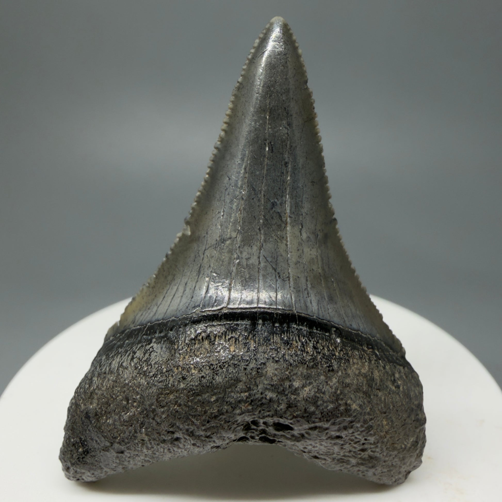 Front View Very large lower, sharply serrated 2.17" Fossil Great White Tooth for Sale GW1243