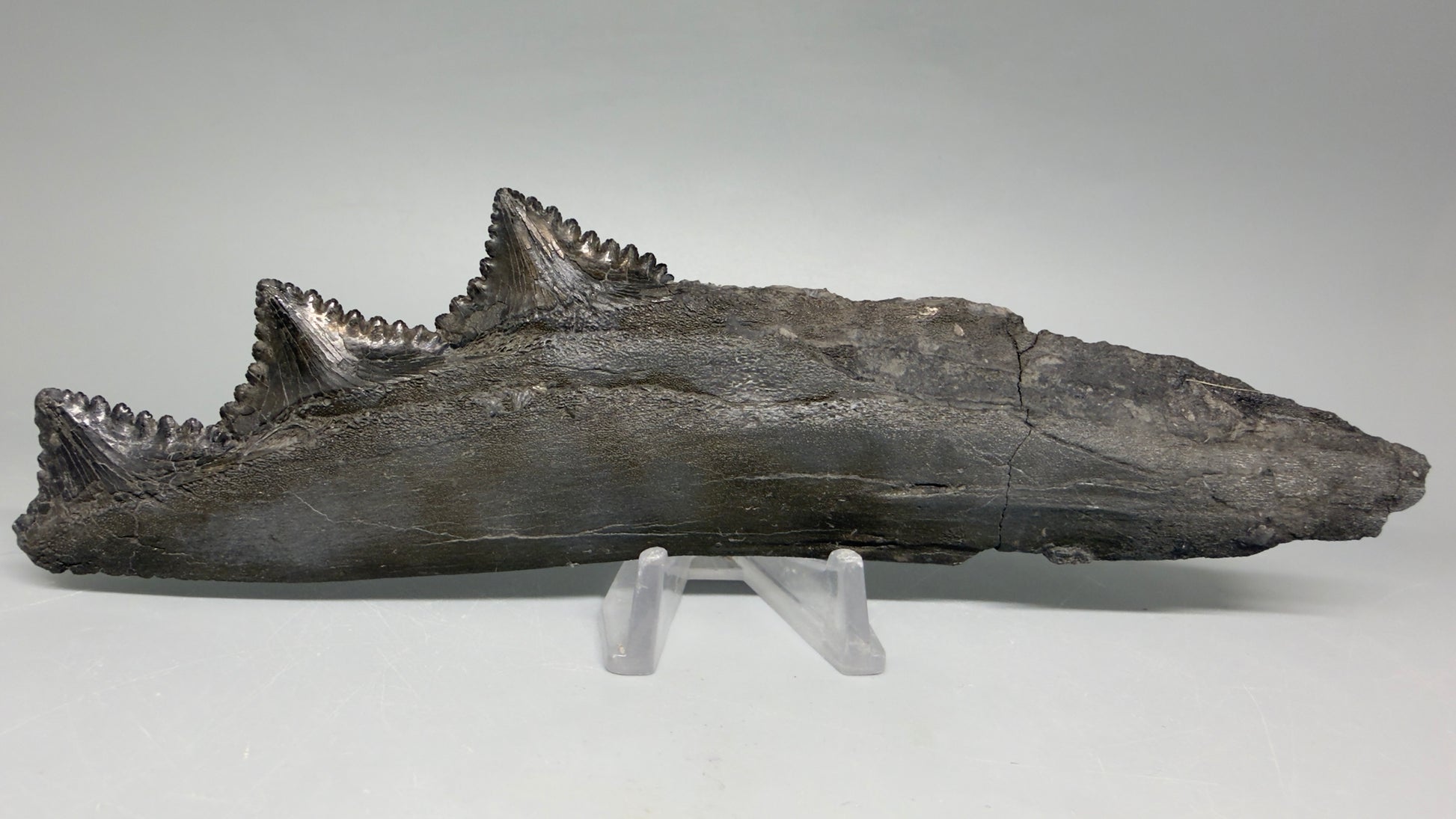 Front View Very rare 7.34" Fossil Edestus heinrichi shark Jaw - 300 million years old R645