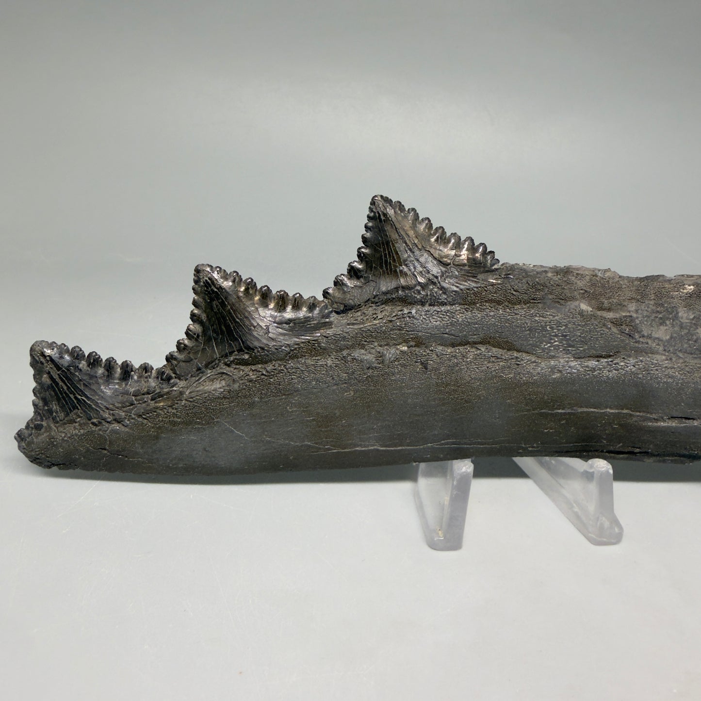 Front View Very rare 7.34" Fossil Edestus heinrichi shark Jaw - 300 million years old R645 - 1