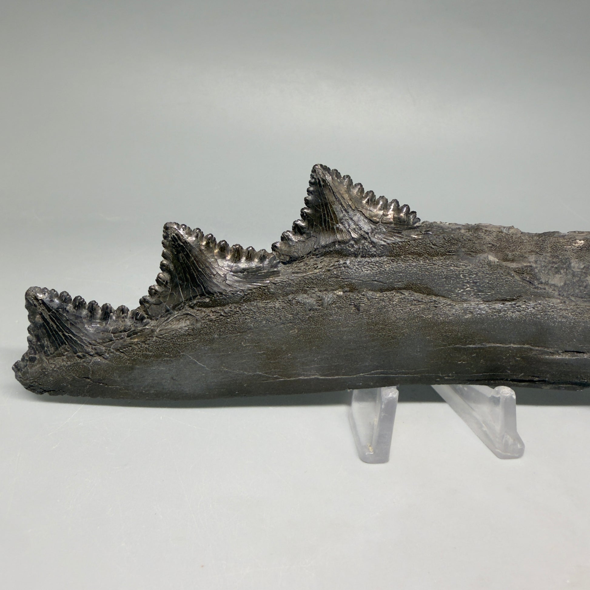 Front View Very rare 7.34" Fossil Edestus heinrichi shark Jaw - 300 million years old R645 - 1