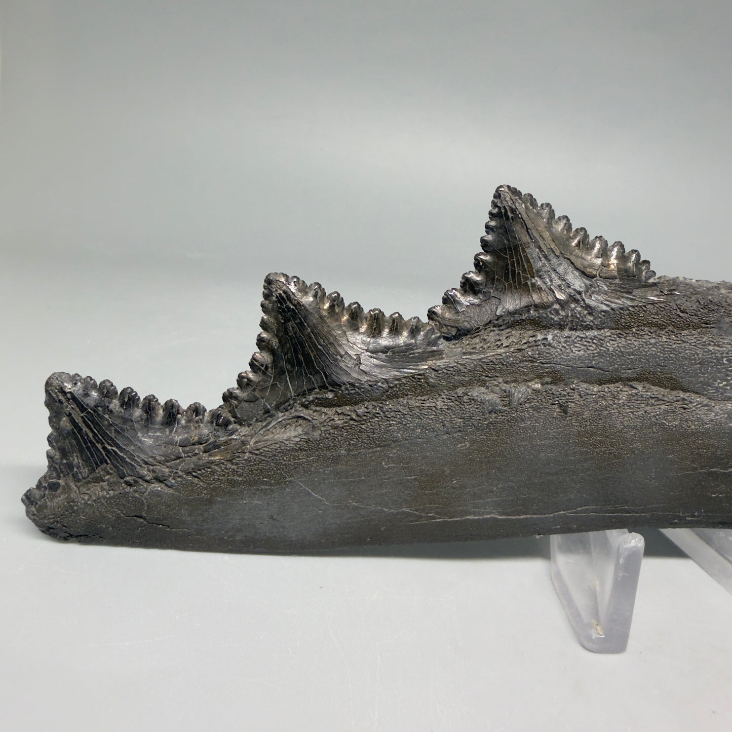 Front View Very rare 7.34" Fossil Edestus heinrichi shark Jaw - 300 million years old R645 - 2