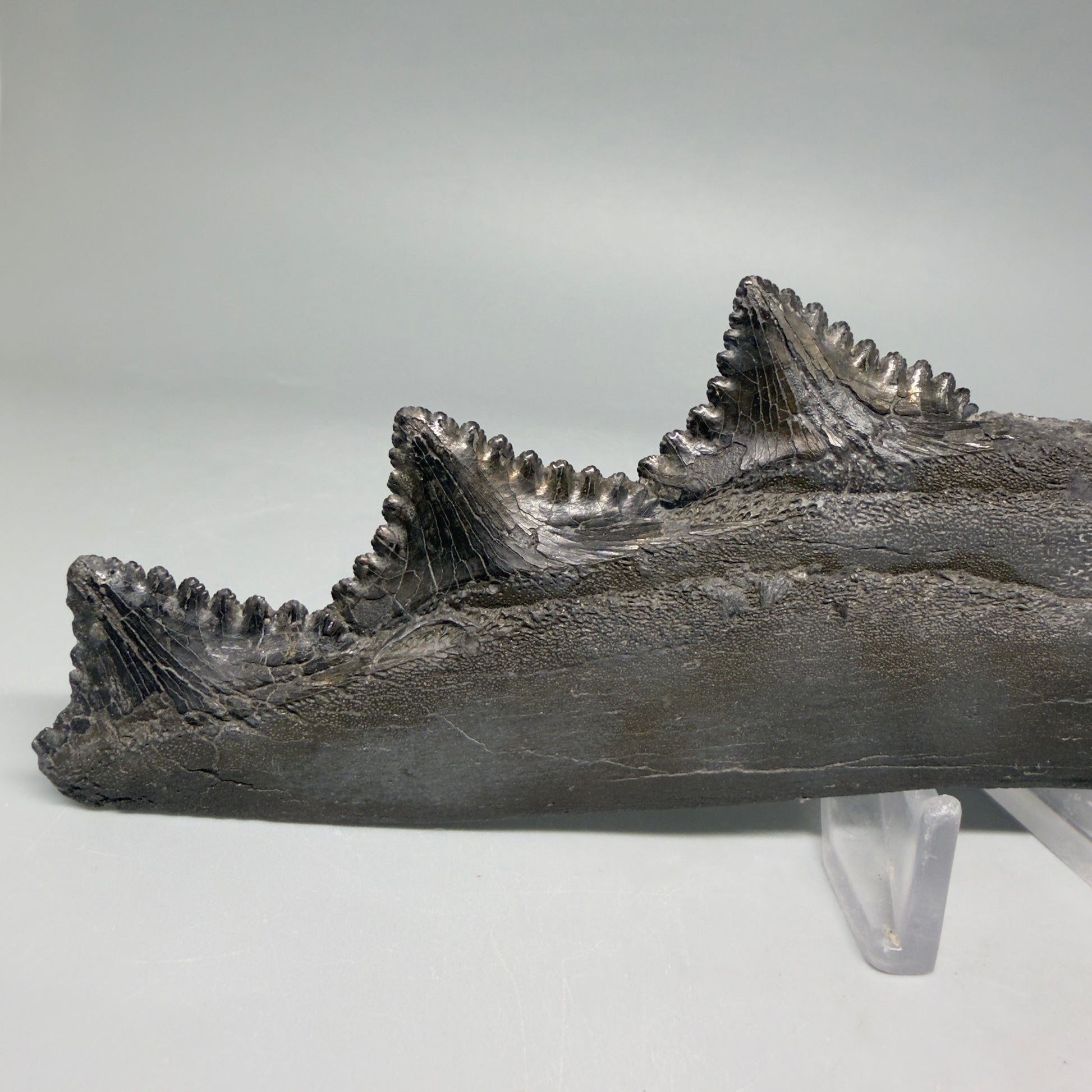 Front View Very rare 7.34" Fossil Edestus heinrichi shark Jaw - 300 million years old R645 - 2