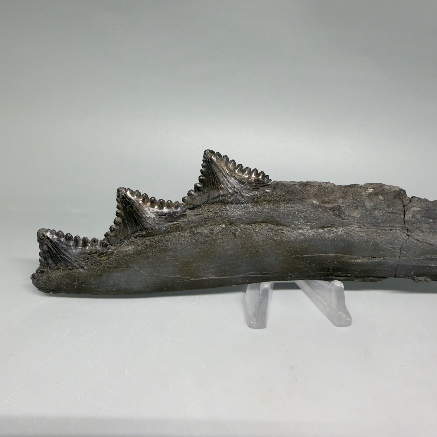 Front View Very rare 7.34" Fossil Edestus heinrichi shark Jaw - 300 million years old megalodonteeth.com - 5