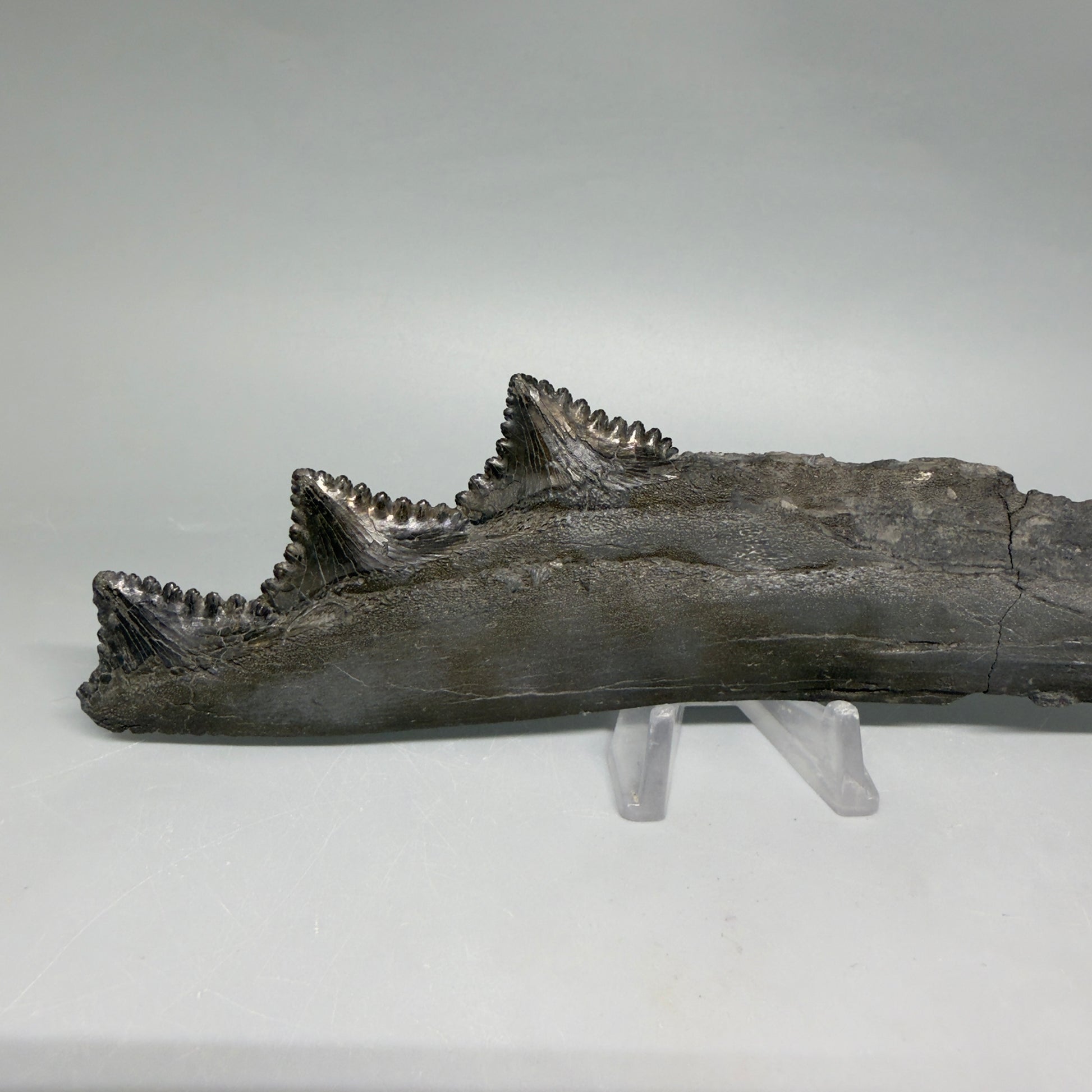 Front View Very rare 7.34" Fossil Edestus heinrichi shark Jaw - 300 million years old megalodonteeth.com - 5