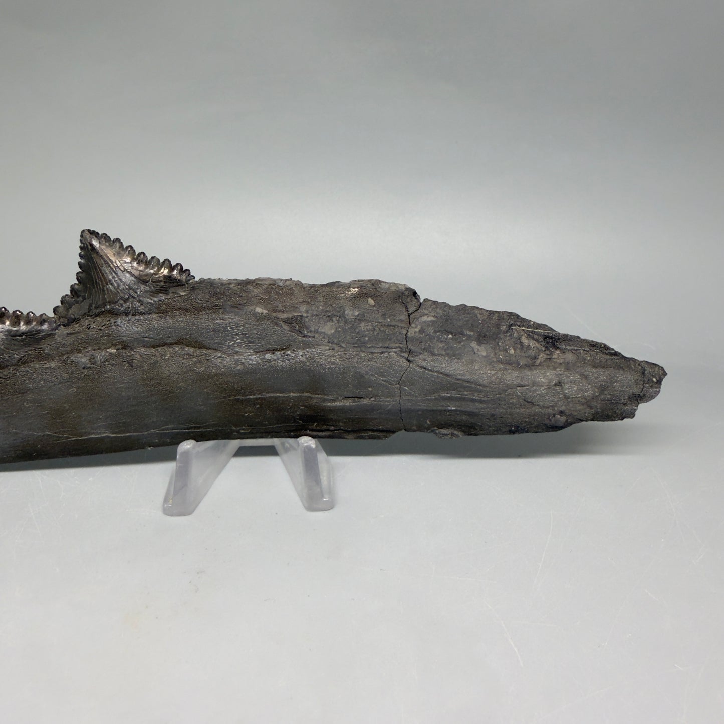 Front View Very rare 7.34" Fossil Edestus heinrichi shark Jaw - 300 million years old megalodonteeth.com - 6