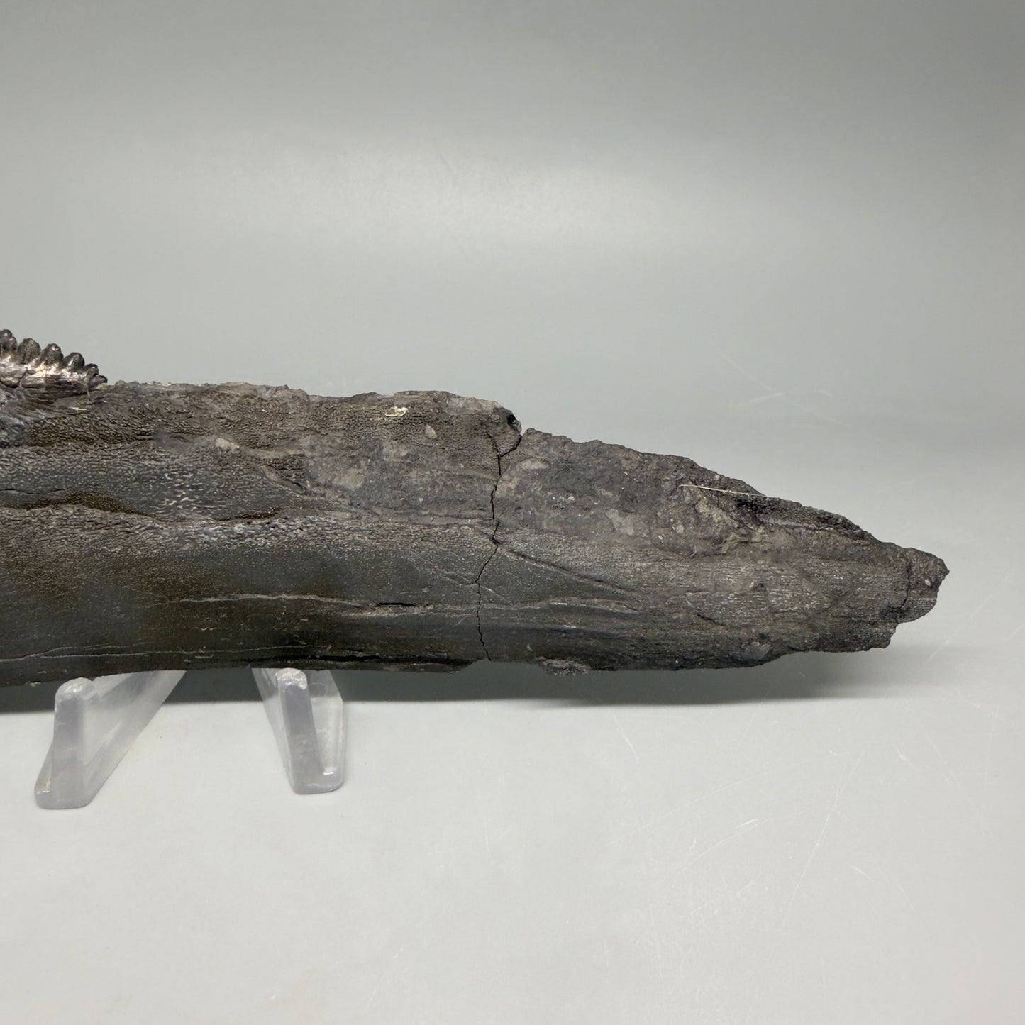 Front View Very rare 7.34" Fossil Edestus heinrichi shark Jaw - 300 million years old megalodonteeth.com R645 - 3