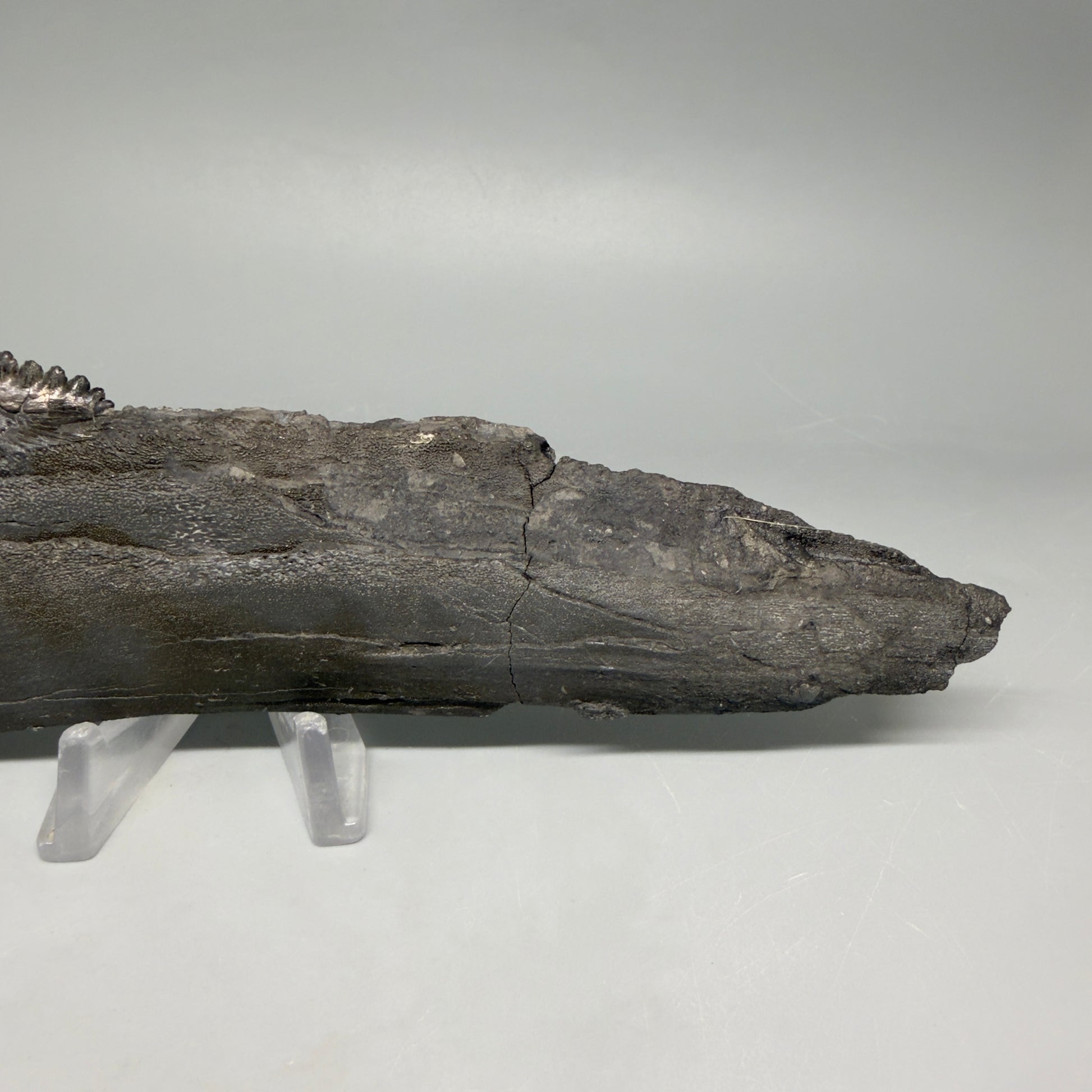Front View Very rare 7.34" Fossil Edestus heinrichi shark Jaw - 300 million years old megalodonteeth.com R645 - 3