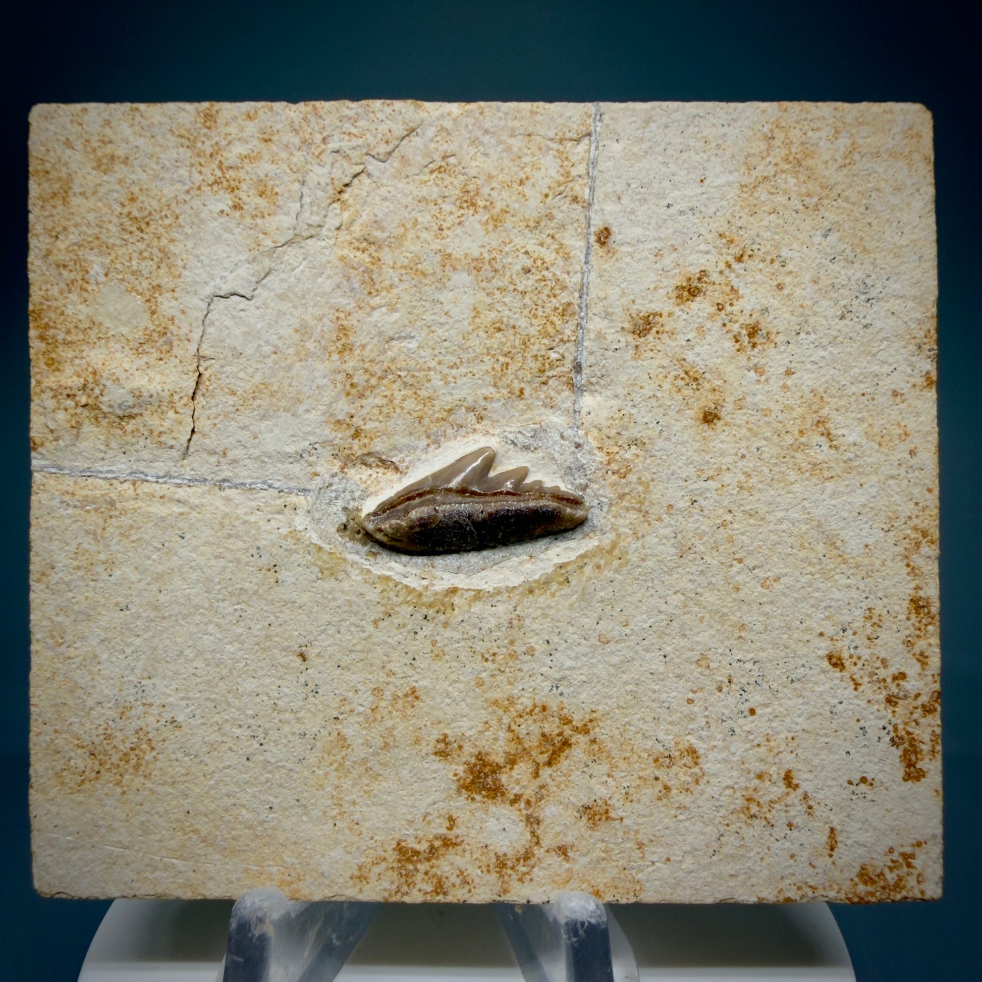 Front View Very rare, Jurassic 0.74" wide Fossil Notidanoides muensteri - Extinct Cow Shark Tooth - Germany R621