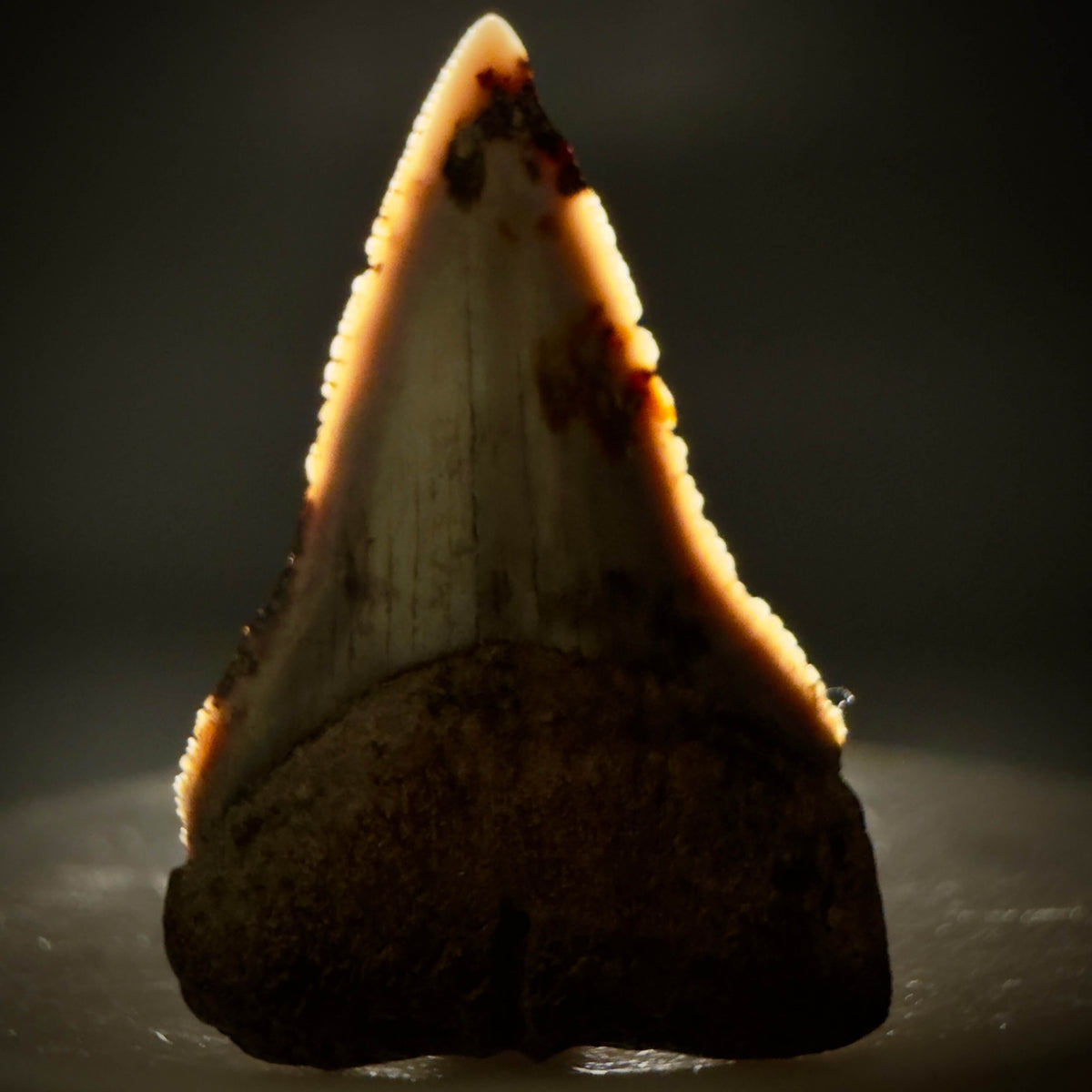 Front View Very rare, colorful 1.09" Fossil Glyphis glyphis - Speartooth Shark Tooth from Banten, Indonesia megalodonteeth.com R662 - 2