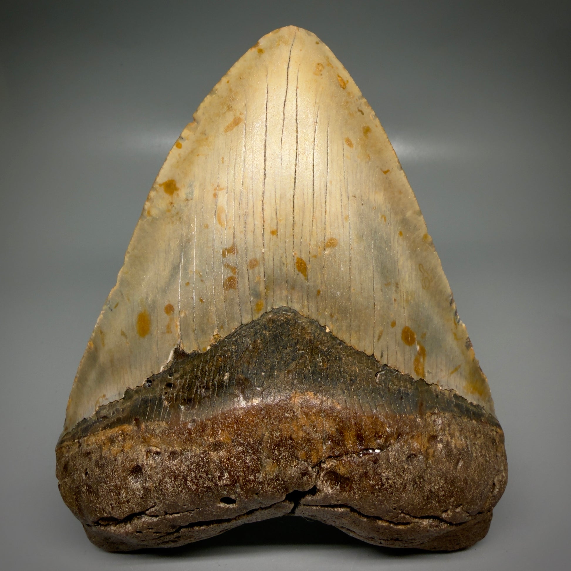 Front View Wide, heart-shaped 5.85" Authentic Megalodon Tooth – North Carolina Fossil | Carcharocles megalodon CM6168
