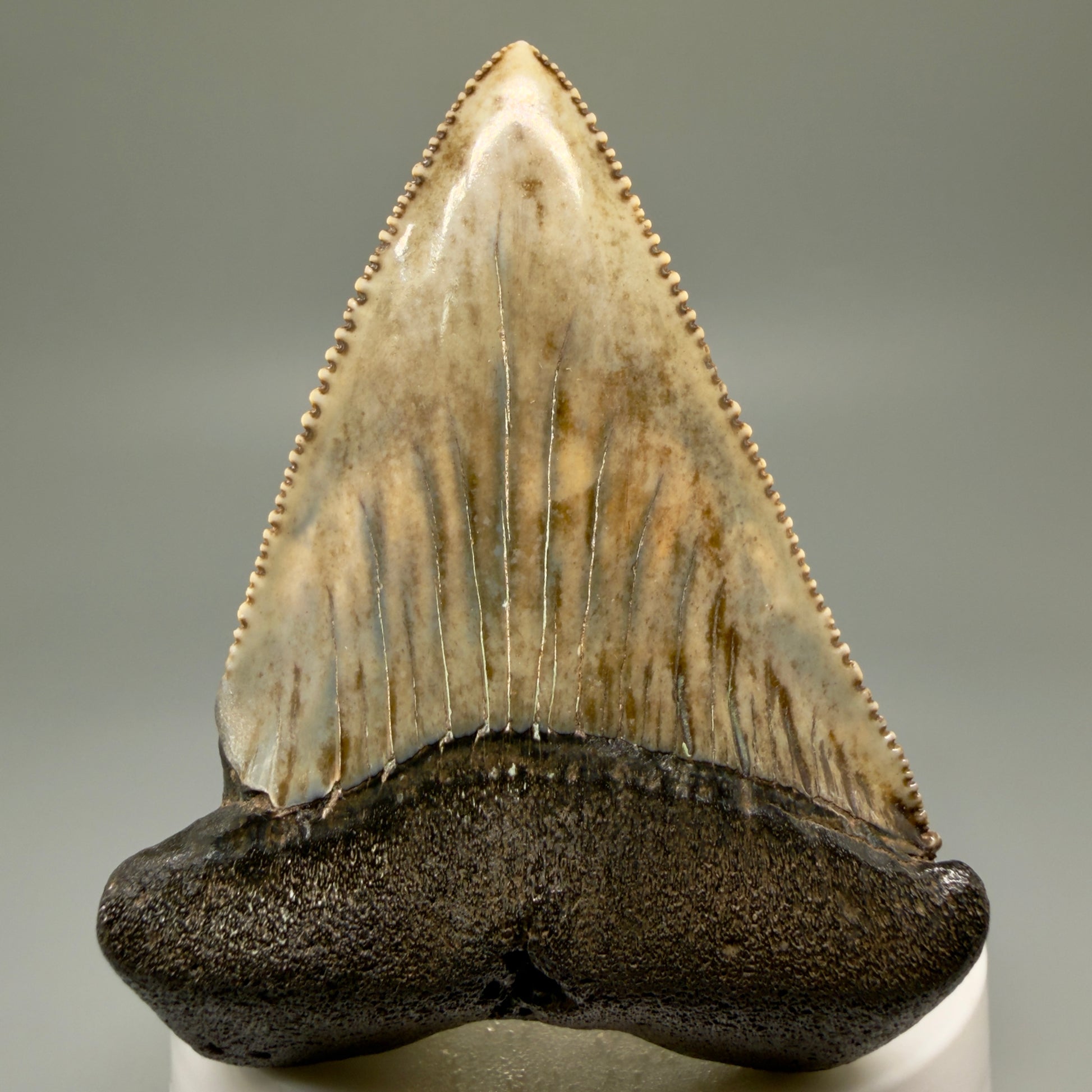 Front View XL 2.80" Fossil Great White Shark Tooth - Cooper River, SC - Colorful, sharply serrated GW1257