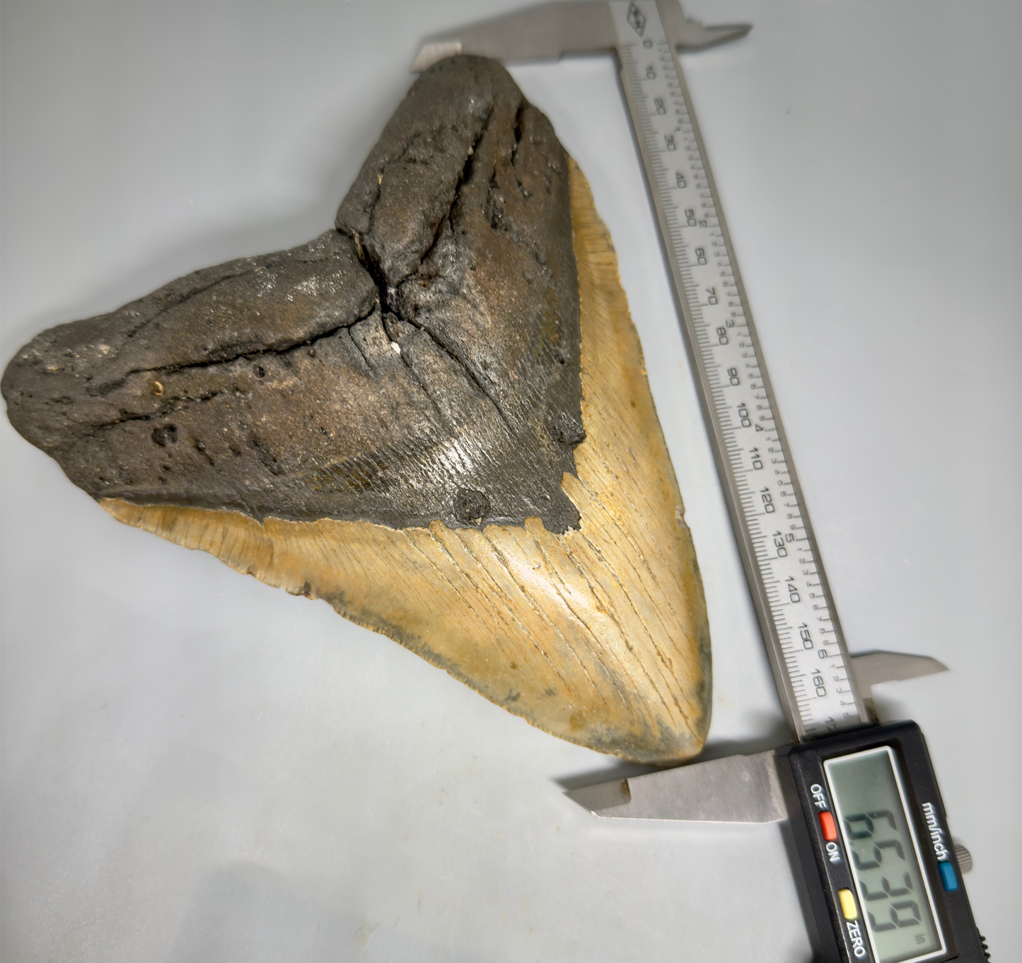 Front View (in calipers) 6.53" HUGE Authentic Megalodon Tooth – Extra Large, Colorful Fossil from North Carolina CM6450