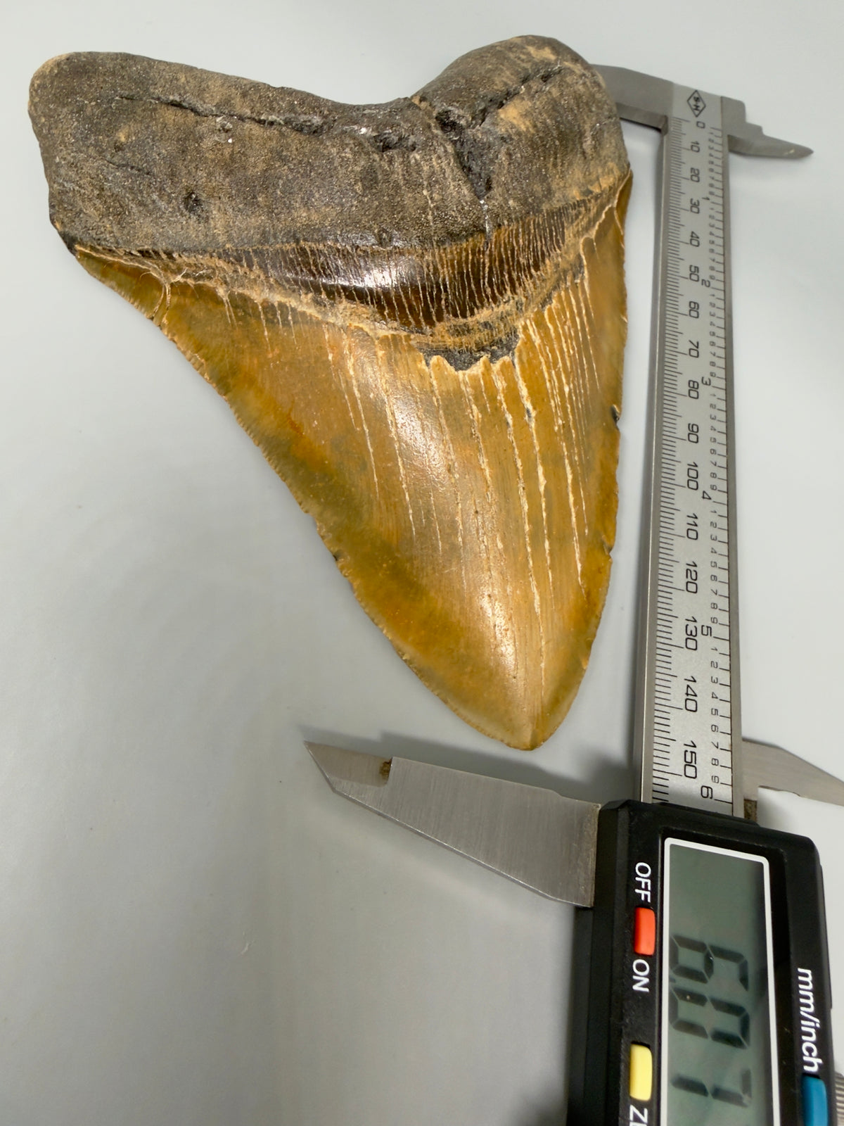 Front View on calipers 6.07" Authentic Megalodon Tooth – Extra Large, Colorful Fossil from North Carolina megalodonteeth.com MJ108