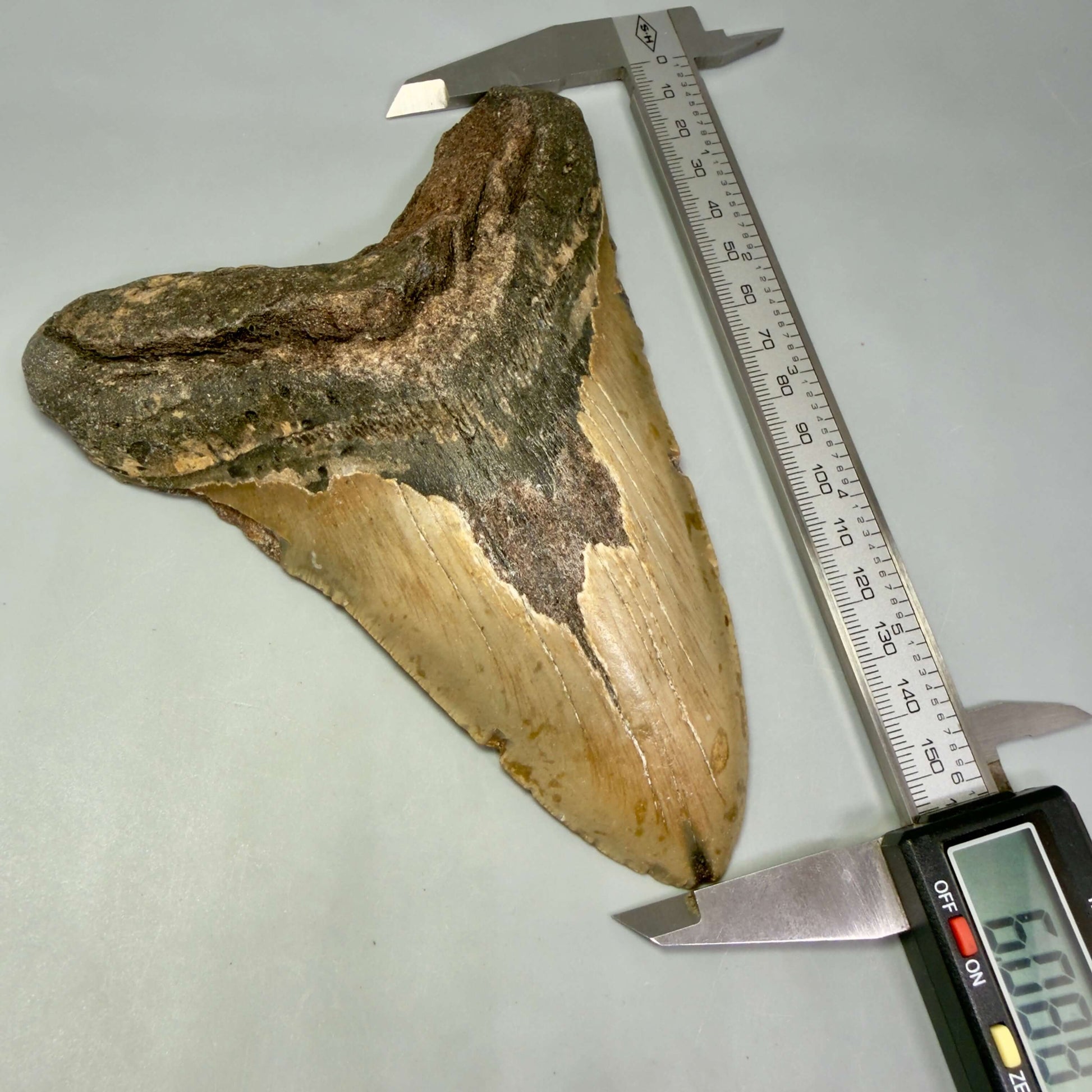 Front in calipers View 6.08" Authentic Megalodon Tooth – Extra Large, Colorful Fossil from North Carolina CM6448