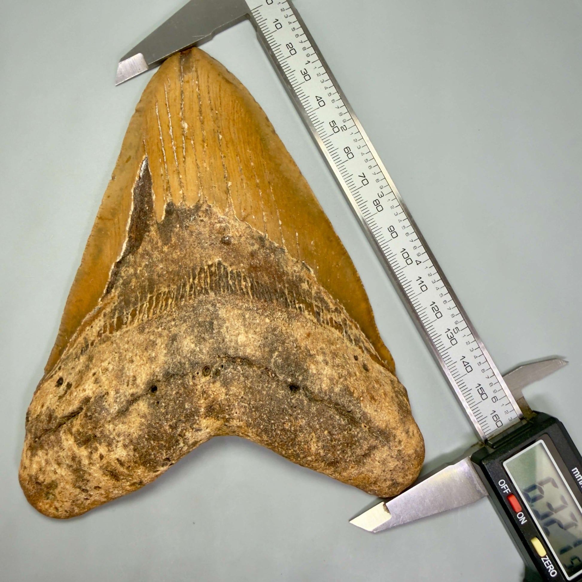 Front in calipers View 6.32" HUGE Authentic Megalodon Tooth – Extra Large, Colorful Fossil from North Carolina CM6447