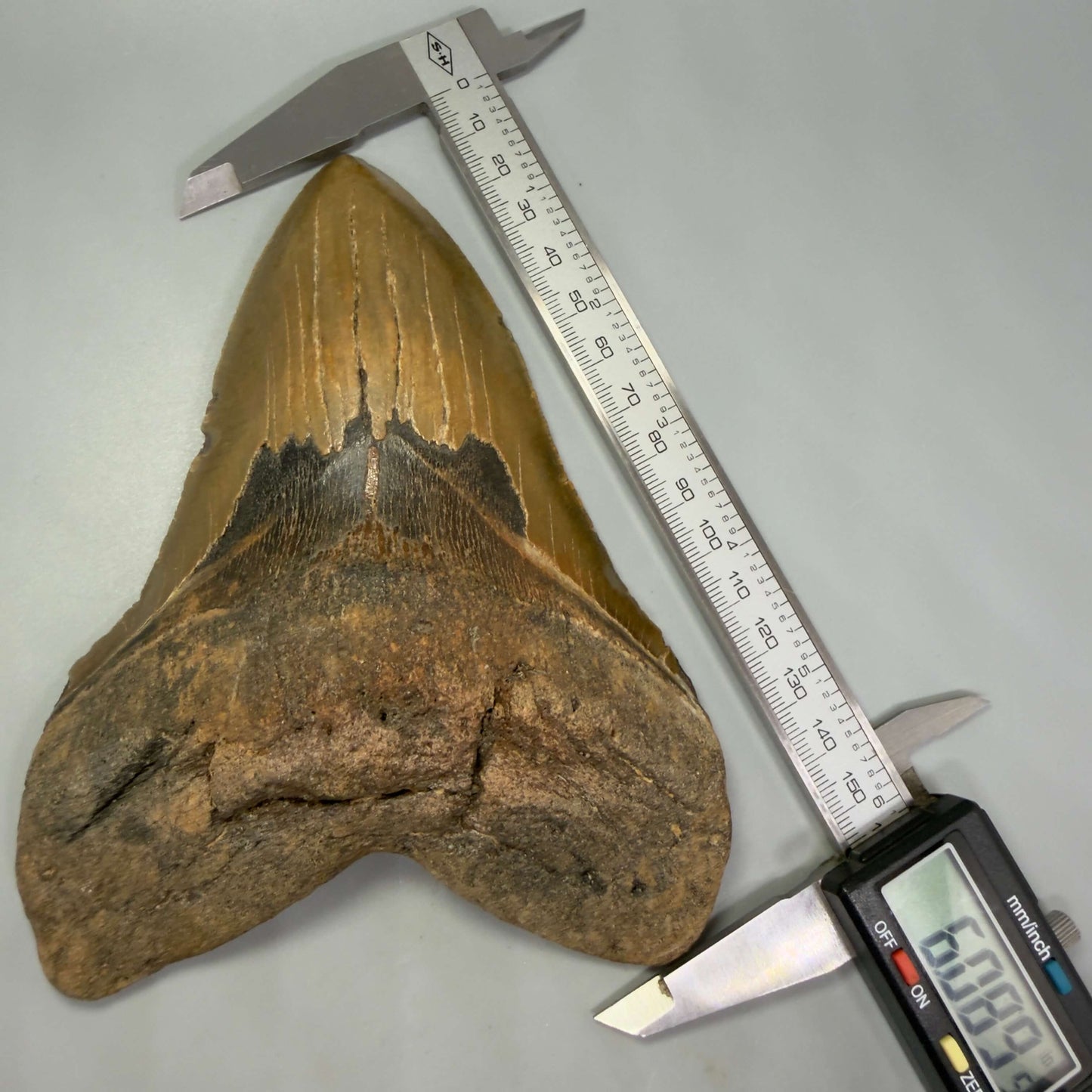 Front in calipers View HUGE Lower 6.08" Fossil Megalodon Shark Tooth - Wilmington North Carolina CM6449