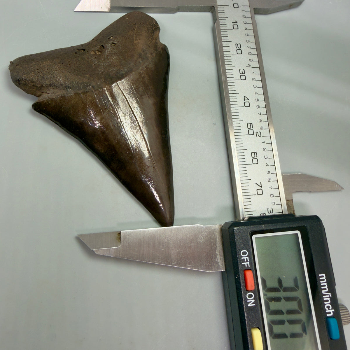 Front in calipers View HUGE, XL 3.00" Fossil Extinct Mako - Isurus hastalis Tooth from Saint Mary's River, Georgia M630 