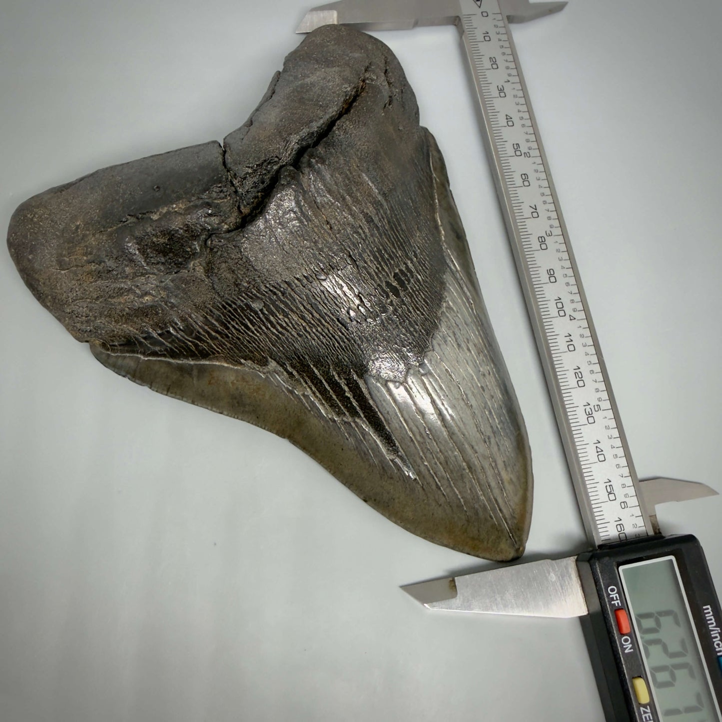 Front in calipers View HUGE, dark colored 6.26" Fossil Monster Megalodon Tooth - South Carolina, USA CM6445 