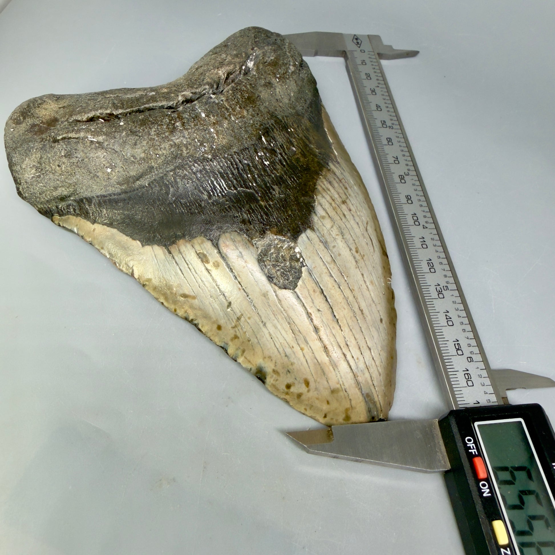 Front on Calipers View Extra Large Monster 6.55" Authentic Megalodon Tooth – Fossil from North Carolina CM6451