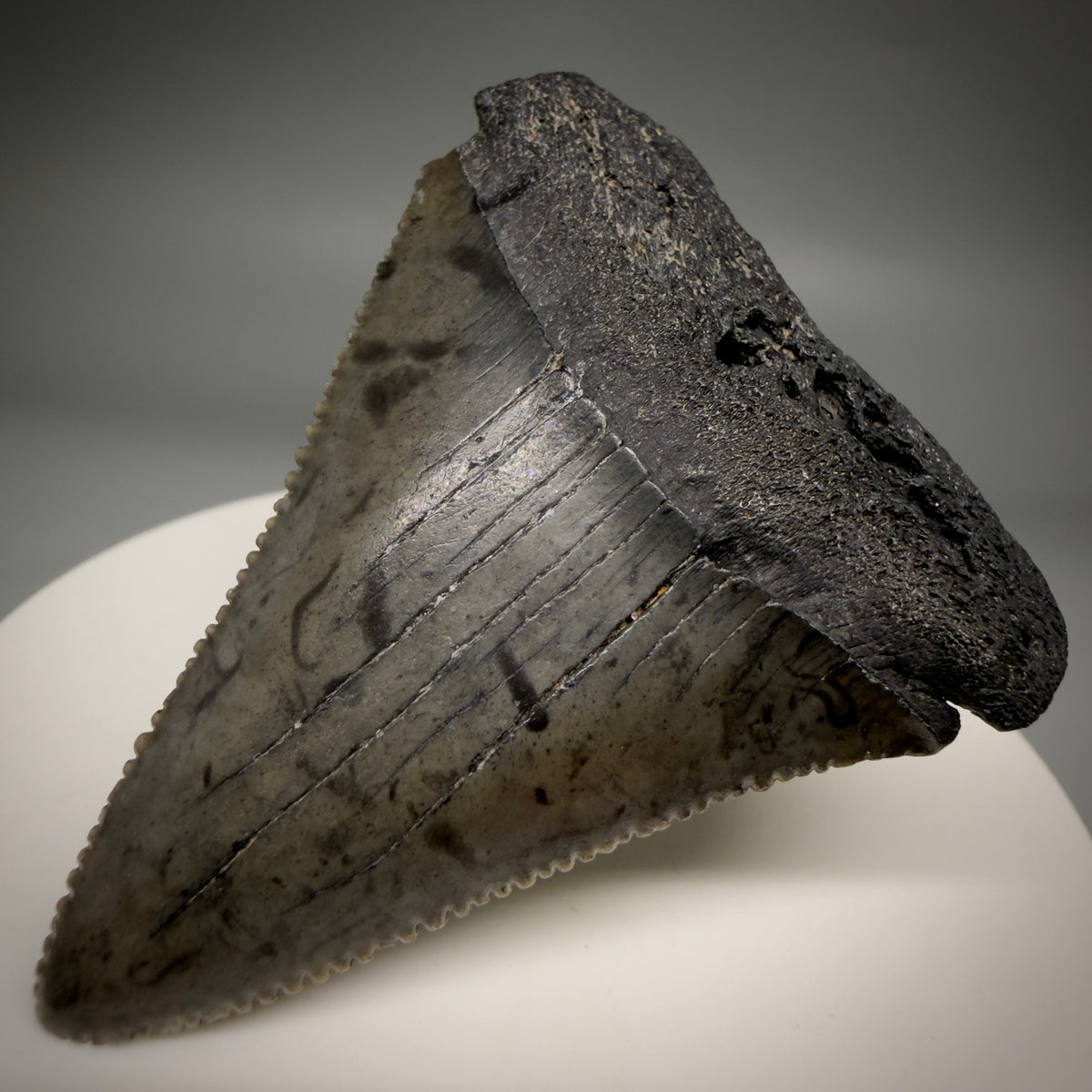 Front right View Beautiful, serrated 2.17" Fossil Great White Shark Tooth - South Carolina megalodonteeth.com GW1389