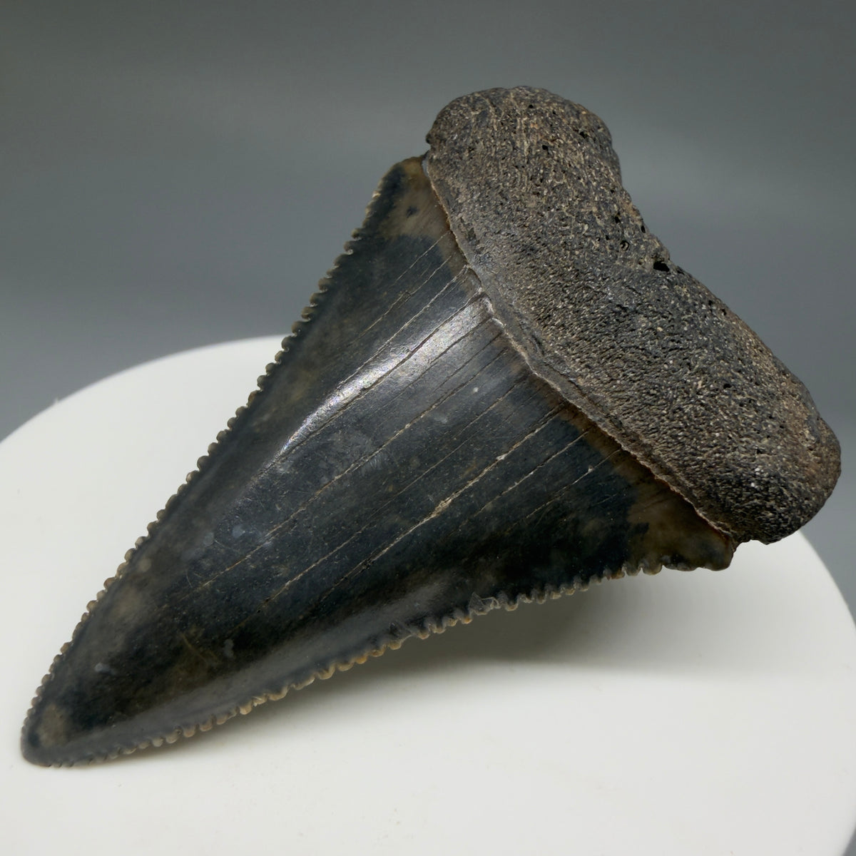 Front right View Beautiful, serrated 2.21" Fossil Great White Shark Tooth - South Carolina megalodonteeth.com GW1403