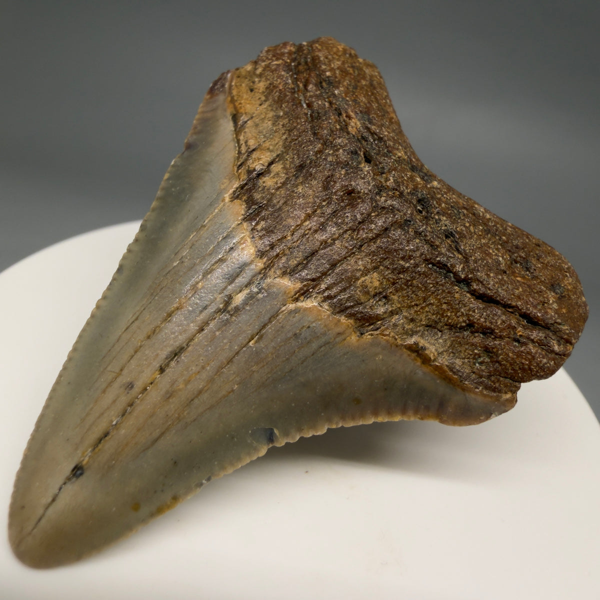 Front right View Colorful 2.10" Fossil Megalodon Tooth - Authentic Carcharocles megalodon Fossil from North Carolina megalodonteeth.com CM6615