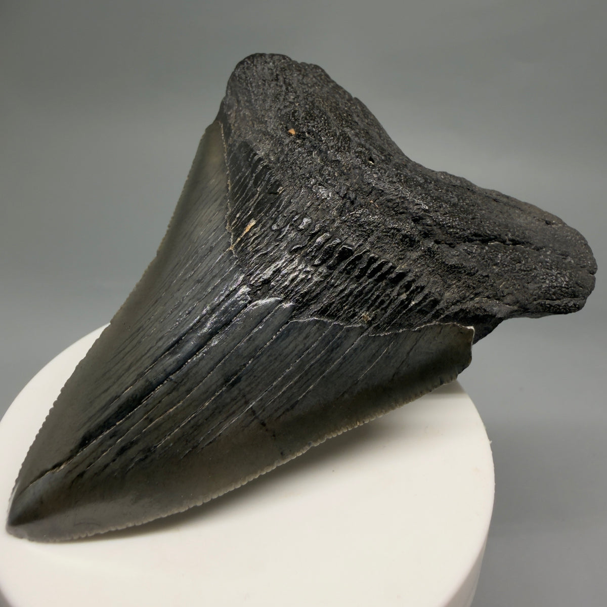 Front right View Colorful 3.54" Fossil Megalodon Tooth from South Carolina megalodonteeth.com CM6562